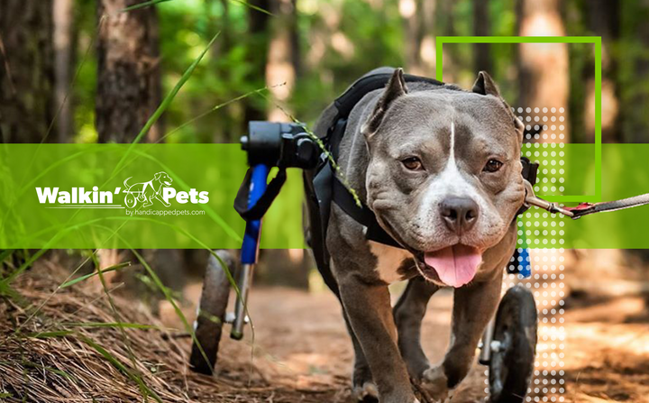 Walkin’ Pets boosts conversions by 11% testing TrustedSite certifications against Norton Shopping Guarantee